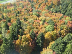 IMG 3122-1000